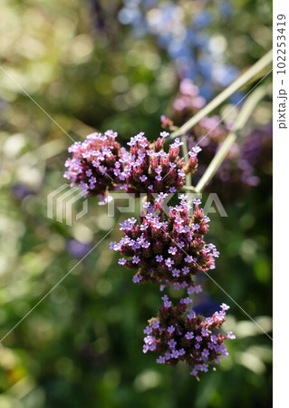 Small purple flowers on sunny green background. Verbena bonariensis Purpletop vervain Small purple flowers on sunny green background. Verbena bonariensis Purpletop vervain 102253419