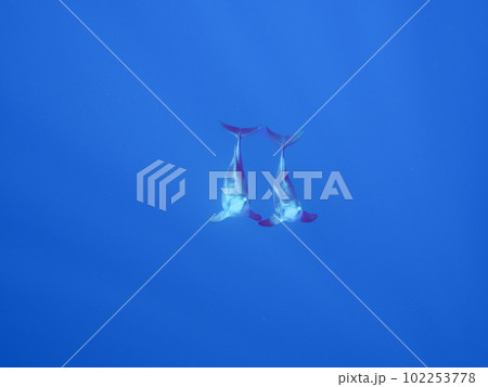 ハシナガイルカ 102253778