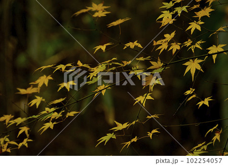 背景ボケが幻想的な紅葉の写真 背景ボケが幻想的な紅葉の写真 102254057