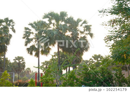 Palms tree sunset background chill asia view Palms tree sunset background chill asia view 102254179