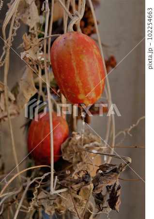 樹木にツルを巻き付け秋に真っ赤に色付く玉梓カラスウリ2 樹木にツルを巻き付け秋に真っ赤に色付く玉梓カラスウリ2 102254663