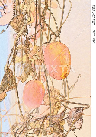 樹木にツルを巻き付け秋に真っ赤に色付く玉梓カラスウリiCG画像イラスト1 102254883
