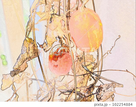 樹木にツルを巻き付け秋に真っ赤に色付く玉梓カラスウリiCG画像イラスト2 樹木にツルを巻き付け秋に真っ赤に色付く玉梓カラスウリiCG画像イラスト2 102254884