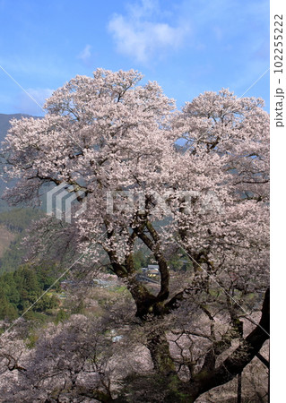 咲き誇るひょうたん桜　（高知県　仁淀川町） 102255222