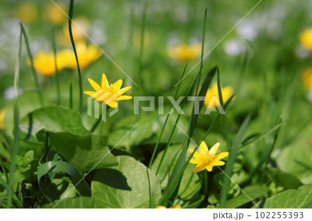 Yellow kaluzhnitsa flowers on a spring meadow under the bright sun. Soft focus, blur 102255393
