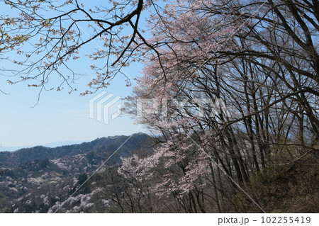 陸郷桜仙境の山桜の風景 102255419