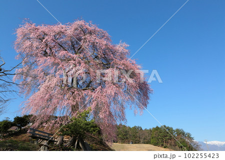 満開の中沢の枝垂れ桜 満開の中沢の枝垂れ桜 102255423