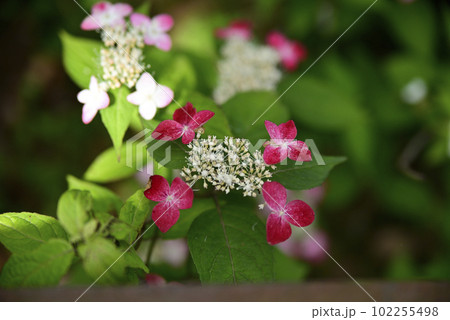 音楽寺の紫陽花 102255498