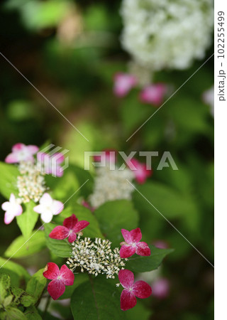 音楽寺の紫陽花 102255499