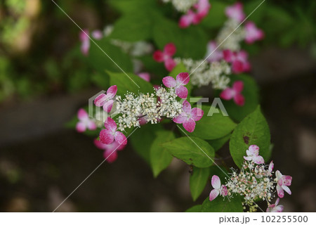 音楽寺の紫陽花 102255500