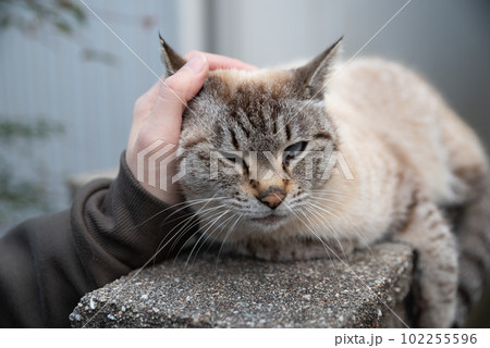 猫を撫でる 102255596