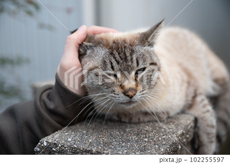 猫を撫でる 猫を撫でる 102255597
