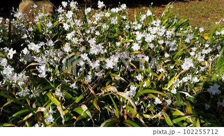 神社で良く見かけるシャガの綺麗な花 102255712