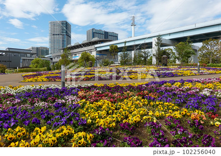 花の広場・シンボルプロムナード公園(東京都お台場) 花の広場・シンボルプロムナード公園(東京都お台場) 102256040