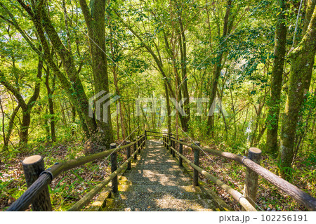 秋の紅葉に映える高千穂峡遊歩道と森　宮崎県高千穂町 102256191