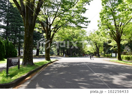 駒沢オリンピック公園の緑地散策路と新緑 102256433