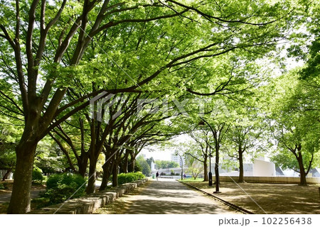 駒沢オリンピック公園の緑地散策路と新緑 駒沢オリンピック公園の緑地散策路と新緑 102256438