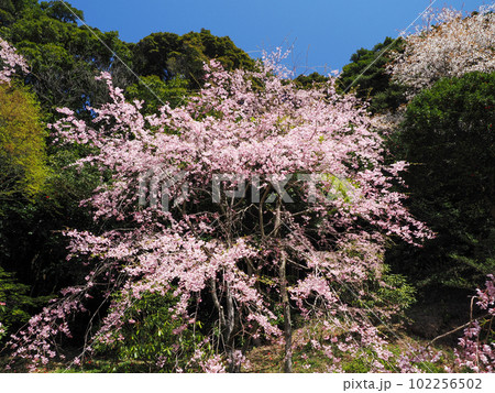 美祢市・桜山（南原寺）のしだれ桜 102256502