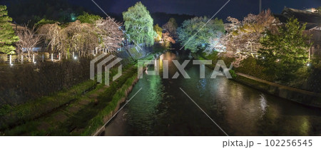 230412中橋夜桜z052-60 102256545