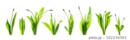set of herb plants isolated on white background 102256561