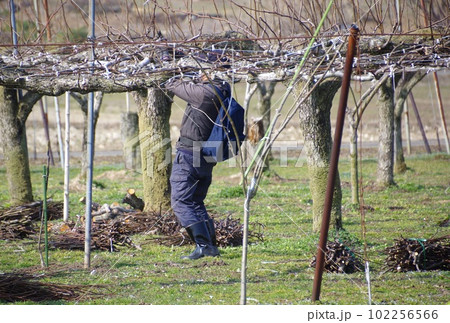梨の枝の剪定作業する農夫の様子 梨の枝の剪定作業する農夫の様子 102256566