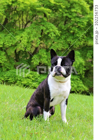 緑の芝生に座って可愛く見つめるボストンテリアのマイティ君♡ 102256733