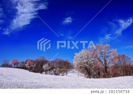 福山峠の雪上桜 102256738