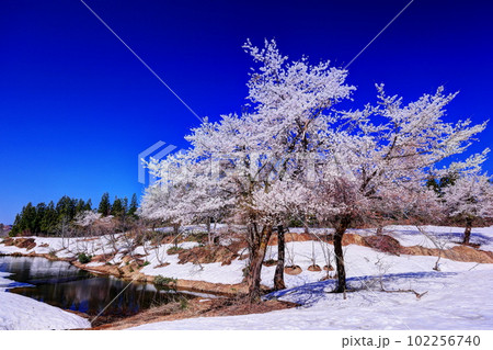 福山峠の雪上桜 102256740