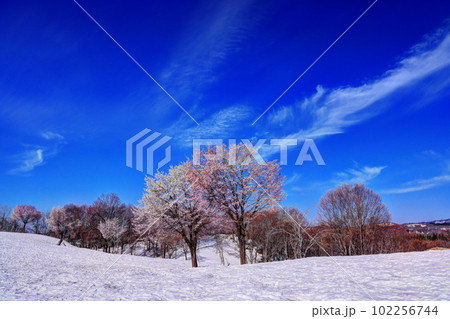 福山峠の雪上桜 福山峠の雪上桜 102256744