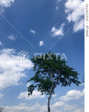 青空背景の二本の木 青空背景の二本の木 102256745