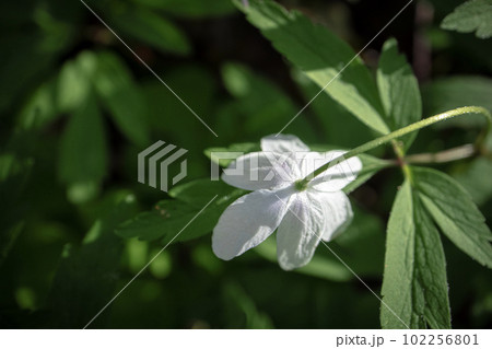 White wood anemone flower looking down with visible stem and leaves also known as windflower, thimbleweed, smell fox 102256801