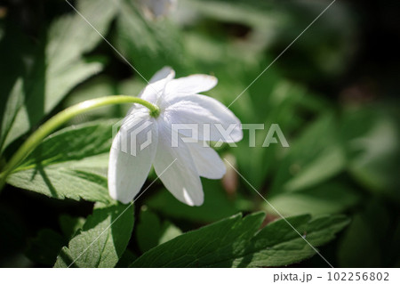 White wood anemone flower looking down with visible hairy stem and leaves also known as windflower, thimbleweed, smell fox 102256802