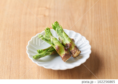 たらの芽 102256865