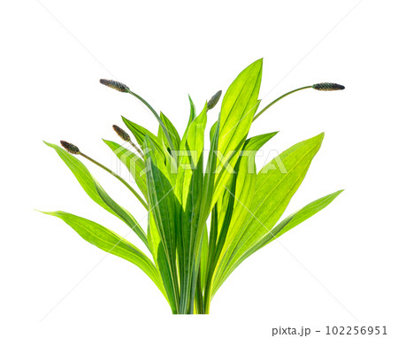 Plantago Lanceolata medicinal herbal plant isolated on white. 102256951