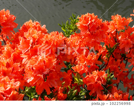 レンゲツツジのある風景 102256998