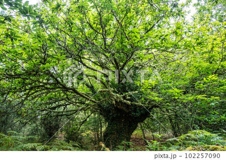 Hiking through the Canyon del Sil in Parada de Sil in Galicia, Spain, Europe 102257090