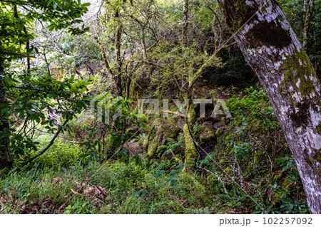 Hiking through the Canyon del Sil in Parada de Sil in Galicia, Spain, Europe 102257092