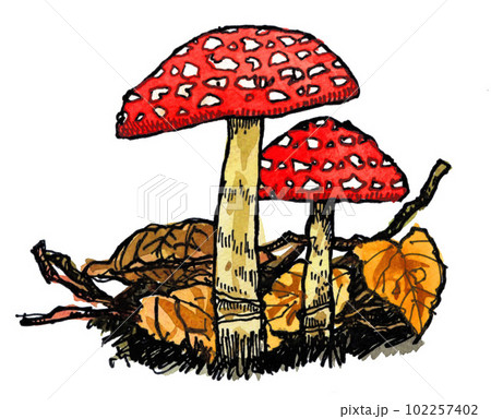 水彩で描いたベニテングダケ23503pix7 水彩で描いたベニテングダケ23503pix7 102257402