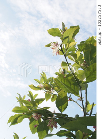 レモンの花 レモンの花 102257553