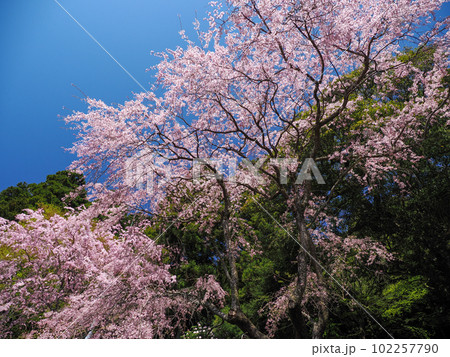美祢市・桜山(南原寺)のしだれ桜 美祢市・桜山(南原寺)のしだれ桜 102257790