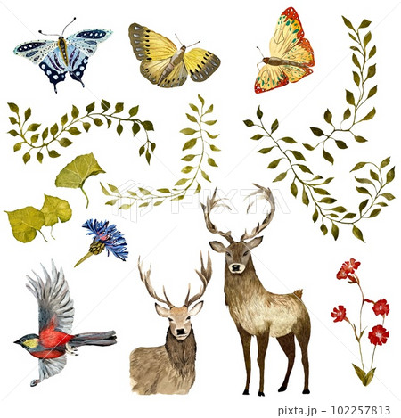 Nature butterfly leave deer a watercolor sketch Nature butterfly leave deer a watercolor sketch 102257813