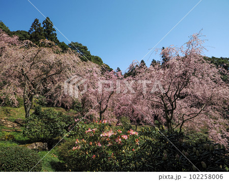 美祢市・桜山(南原寺)のしだれ桜 美祢市・桜山(南原寺)のしだれ桜 102258006