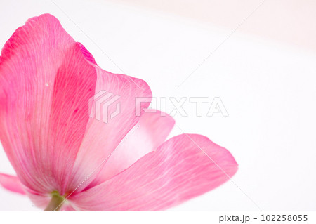 ピンク色アネモネの花の横からのアップ白背景 102258055