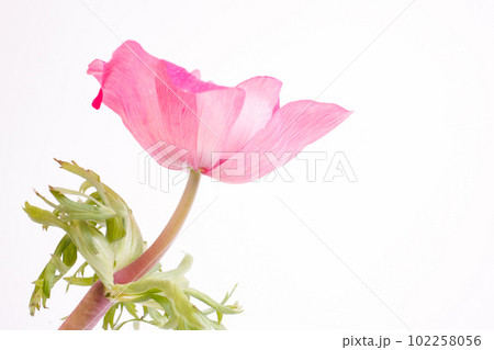 ピンク色アネモネの花の横からのアップ白背景 102258056