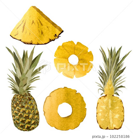Pineapple yellow fruit half slice set watercolor 102258186