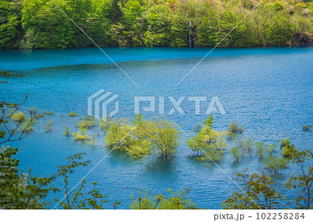 奥四万湖の水没林 102258284