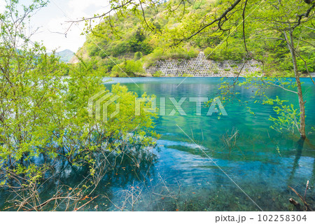 奥四万湖の水没林 奥四万湖の水没林 102258304