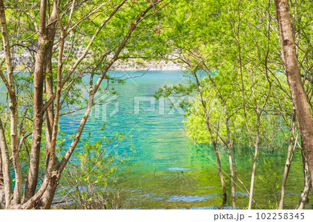 奥四万湖の水没林 奥四万湖の水没林 102258345