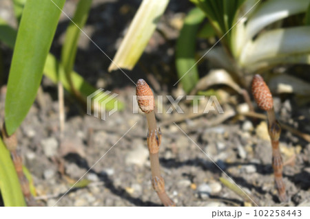 Common horsetail Common horsetail 102258443