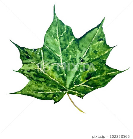 Maple leaf green watercolor hand drawn isolated  102258566